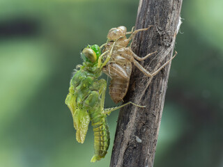 P6120146 adult female western pondhawk dragonfly (Erythemis collocata) emerging from larva, #3 of 8, cECP 2024