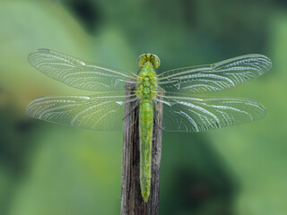 P6120234 adult female western pondhawk dragonfly (Erythemis collocata) emerging from larva, #8 of 8, cECP 2024