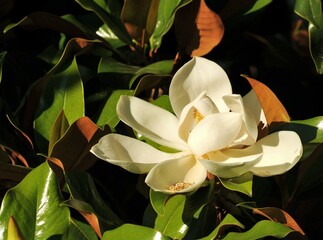 Un fiore bianco di albero magnolia