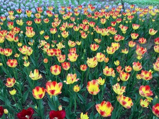 あずみの公園のチューリップの満開の景色