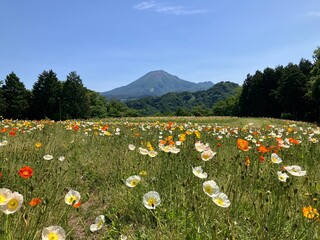 新緑の春の大山の風景