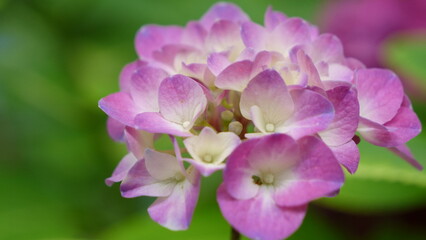 Hydrangea in full bloom. (copy space)