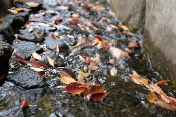 Wet stone pavement and fallen leaves.