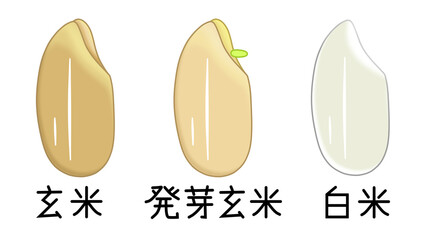 玄米と発芽玄米と白米（漢字、日本）