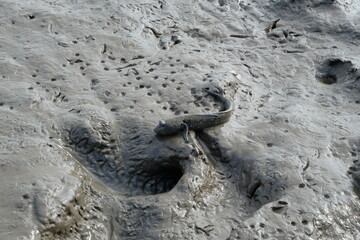 Mutsugoro lives in tidal flats.