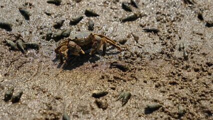 Crab living on the sandy beach