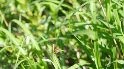 Dragonfly perched on the grass
