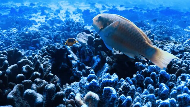 poisson perroquet in the pacific