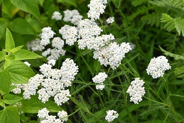 Yarrow white flowers. Asteraceae perennial herb. It has medicinal properties and was called "soldiers' wound medicine." Flowering season is from July to September. It is used in herbal teas and salads © tamu