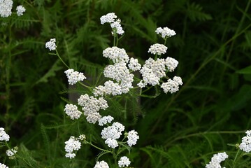 Yarrow white flowers. Asteraceae perennial herb. It has medicinal properties and was called 
