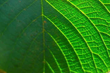 green leaf texture