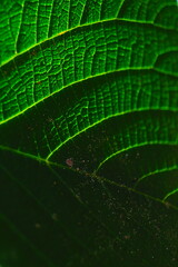 green leaf background