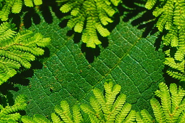 green leaf background