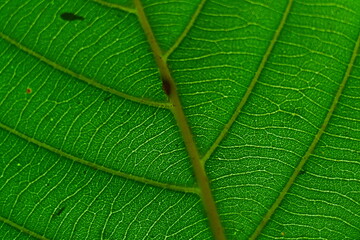 green leaf texture