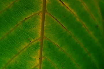 closeup of leaf 
