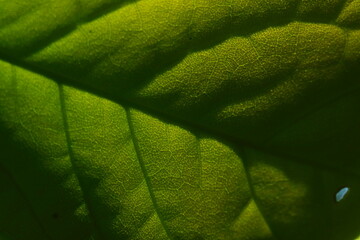 green leaf texture