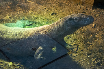 Komodo Dragon in zoo (Varanus komodoensis)