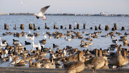 A bird taking flight. A flock of water birds floating on the lake.