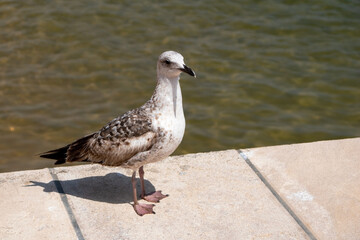 Seagull standing on the edge of a pier with a blurred background 