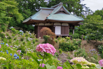 ピンクのアジサイの花