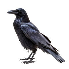 Captivating Crow in Flight. Wildlife wonder concept