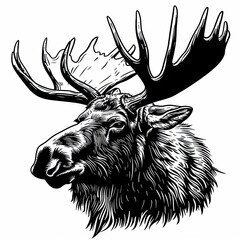 A black and white drawing of a moose 's head