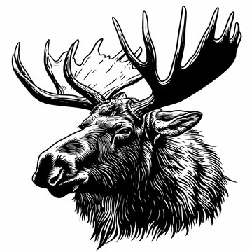 A black and white drawing of a moose 's head