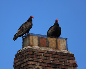 A pair of Turkey Vultures sit atop a chimney in northeast Ohio. 