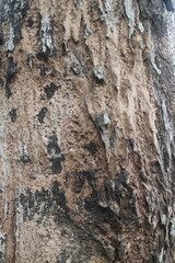 Close up texture of a tree bark