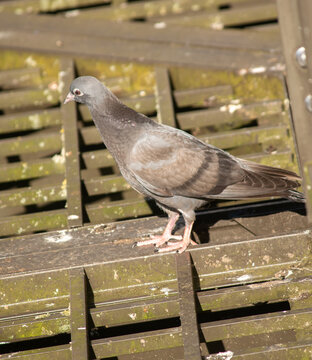 pigeon on the grate