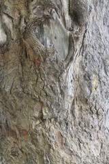 Close up texture of a tree bark
