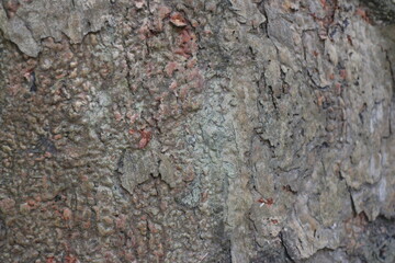 Wood Tree Texture Background Pattern