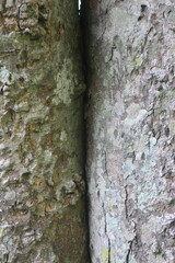 Wood Tree Texture Background Pattern