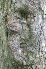 Wood Tree Texture Background Pattern