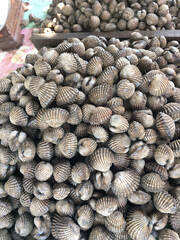 pile of fresh clams at market