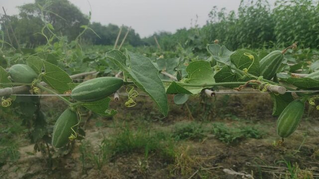 Beds have been made on the new parwal cultivation land and parwal trees are slowly rising to the top. pointed gourd plant, pointed gourd, pointed gourd tree in india,