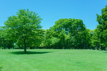 Obraz premium Green Park