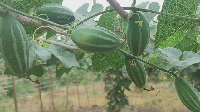 Beds have been made on the new parwal cultivation land and parwal trees are slowly rising to the top. pointed gourd plant, pointed gourd, pointed gourd tree in india,