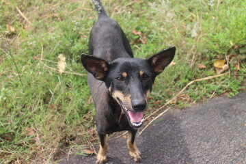 A lone black dog is on a highway in the forest.