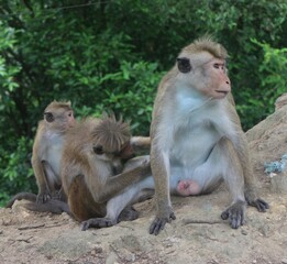 Macaque monkey family sitting together on a rock. Sri Lanka