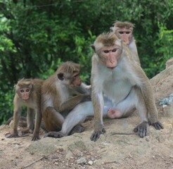 Fototapeta premium Macaque monkey family sitting together on a rock. Sri Lanka
