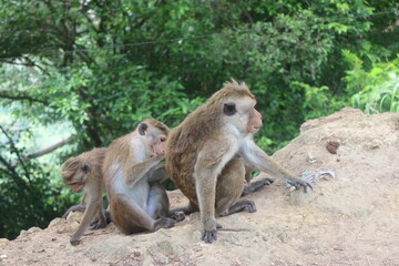 Macaque monkey family sitting together on a rock. Sri Lanka