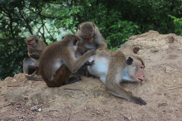 Macaque monkey family sitting together on a rock. Sri Lanka