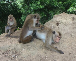 Macaque monkey family sitting together on a rock. Sri Lanka