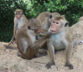 Macaque monkey family sitting together on a rock. Sri Lanka