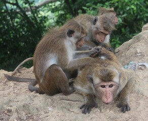 Macaque monkey family sitting together on a rock. Sri Lanka