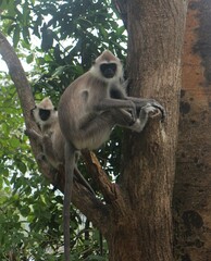 Gray langur monkey in the wild