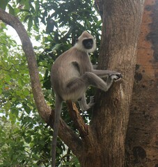 Gray langur monkey in the wild