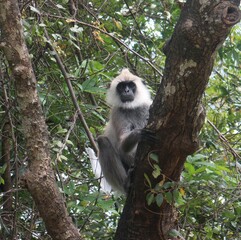Gray langur monkey in the wild