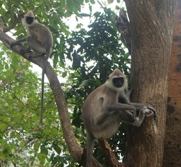 Gray langur monkey in the wild
